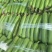 河南中牟县精品丝瓜油丝瓜鲜花丝瓜大量有货全国代发