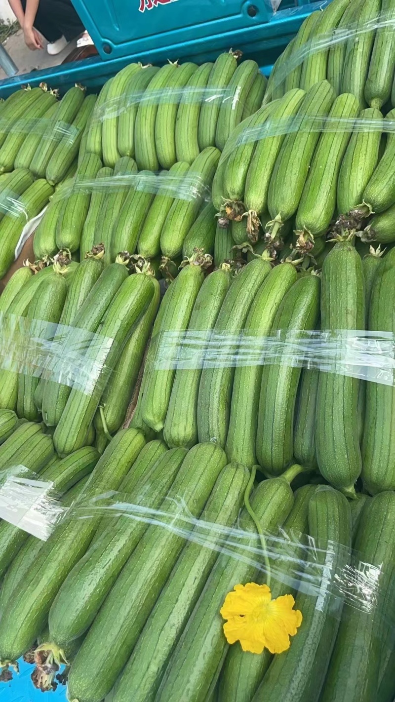 河南中牟县精品丝瓜油丝瓜鲜花丝瓜大量有货全国代发