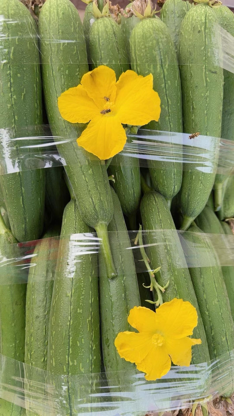河南中牟县精品丝瓜油丝瓜鲜花丝瓜大量有货全国代发