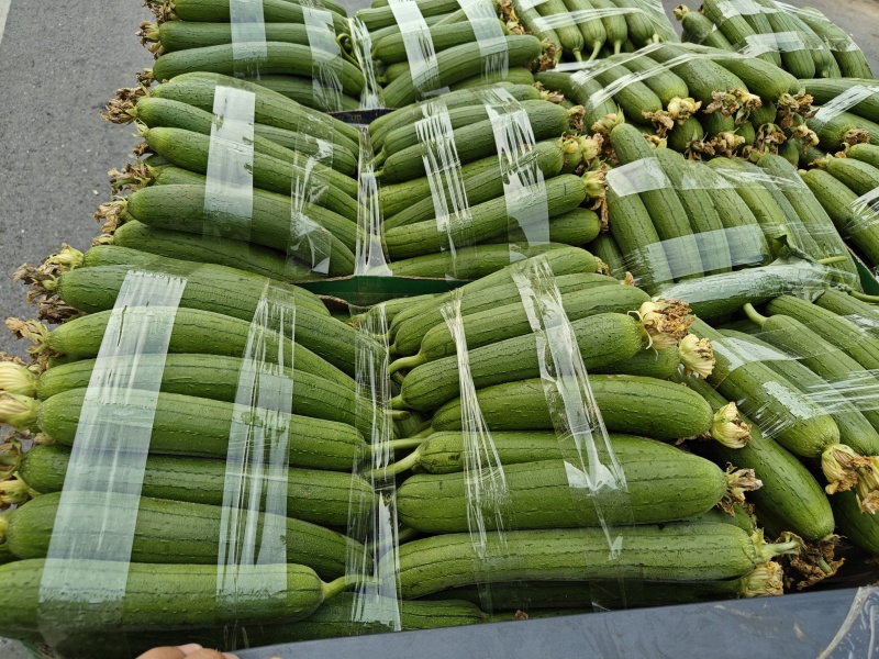 河南中牟县精品丝瓜油丝瓜鲜花丝瓜大量有货全国代发