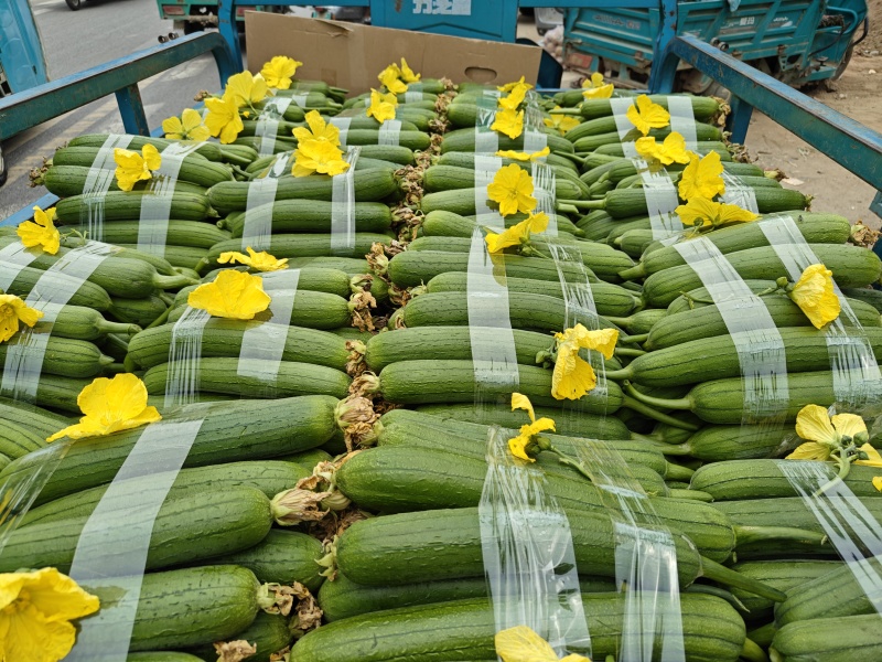河南中牟县精品丝瓜油丝瓜鲜花丝瓜大量有货全国代发