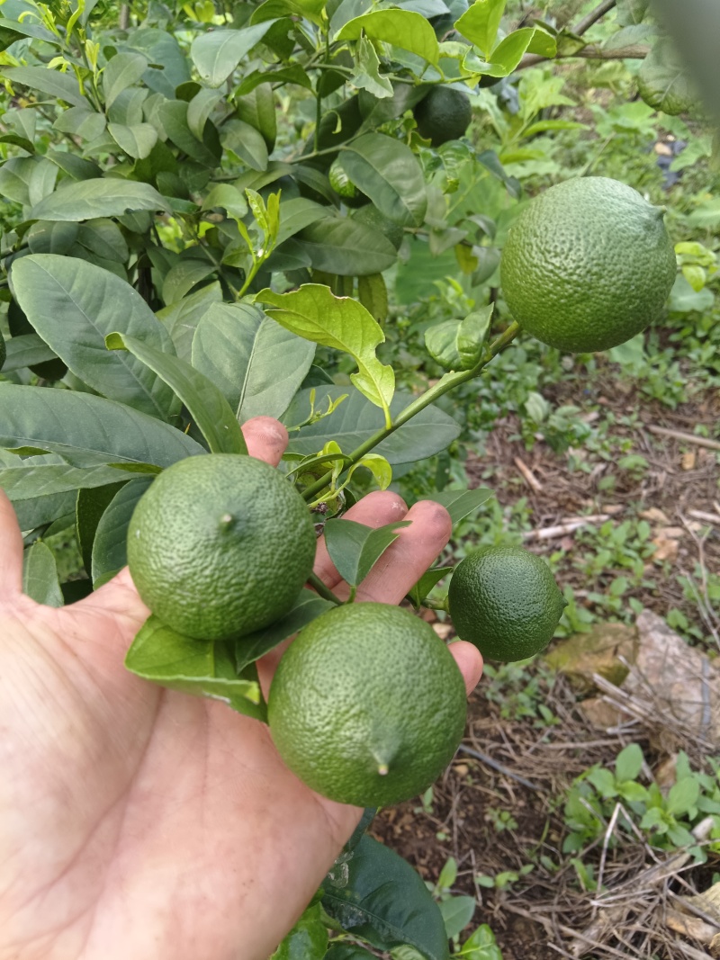 云南河口县老范寨小青柠檬