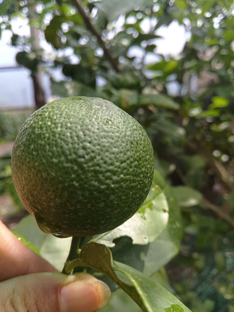 云南河口县老范寨小青柠檬