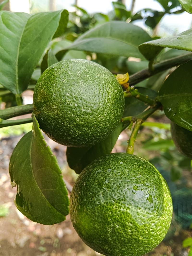 云南河口县老范寨小青柠檬