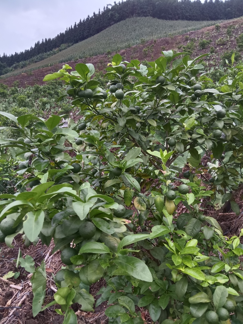 云南河口县老范寨小青柠檬