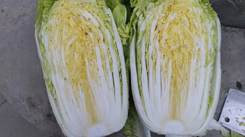 河北万亩白菜基地黄心大白菜按需配货专业代收一条龙