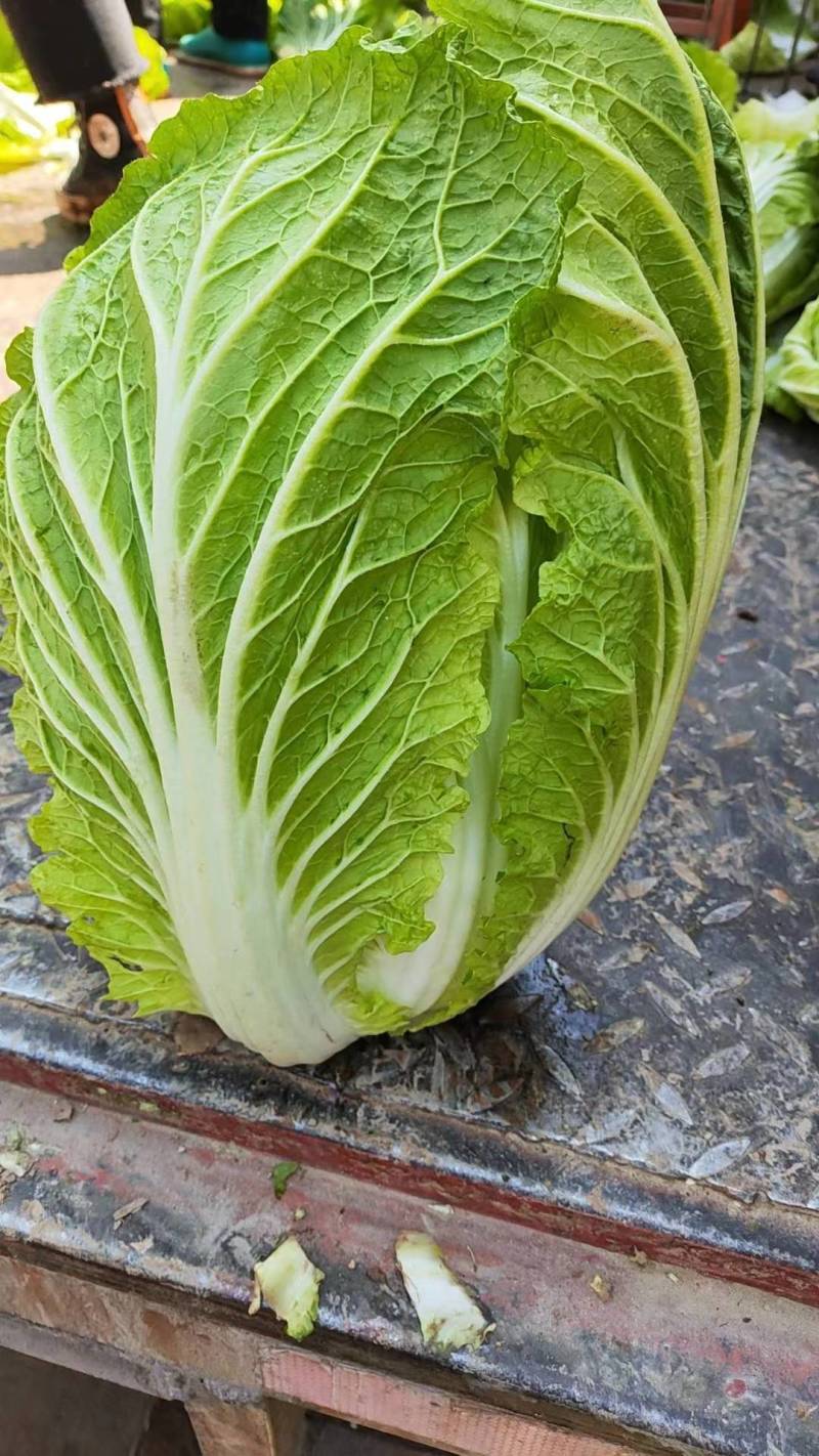 河北万亩白菜基地黄心大白菜按需配货专业代收一条龙