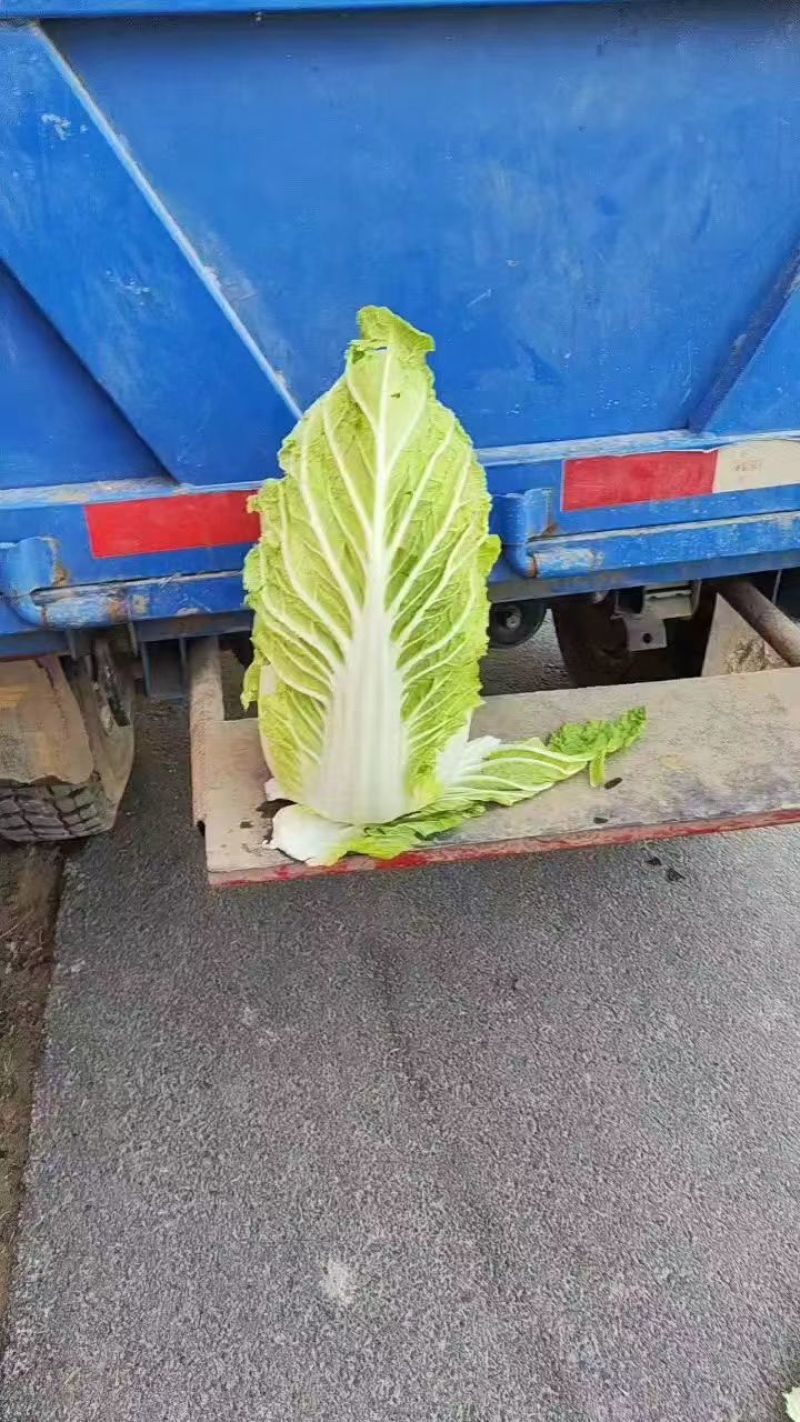 河北万亩白菜基地黄心大白菜按需配货专业代收一条龙