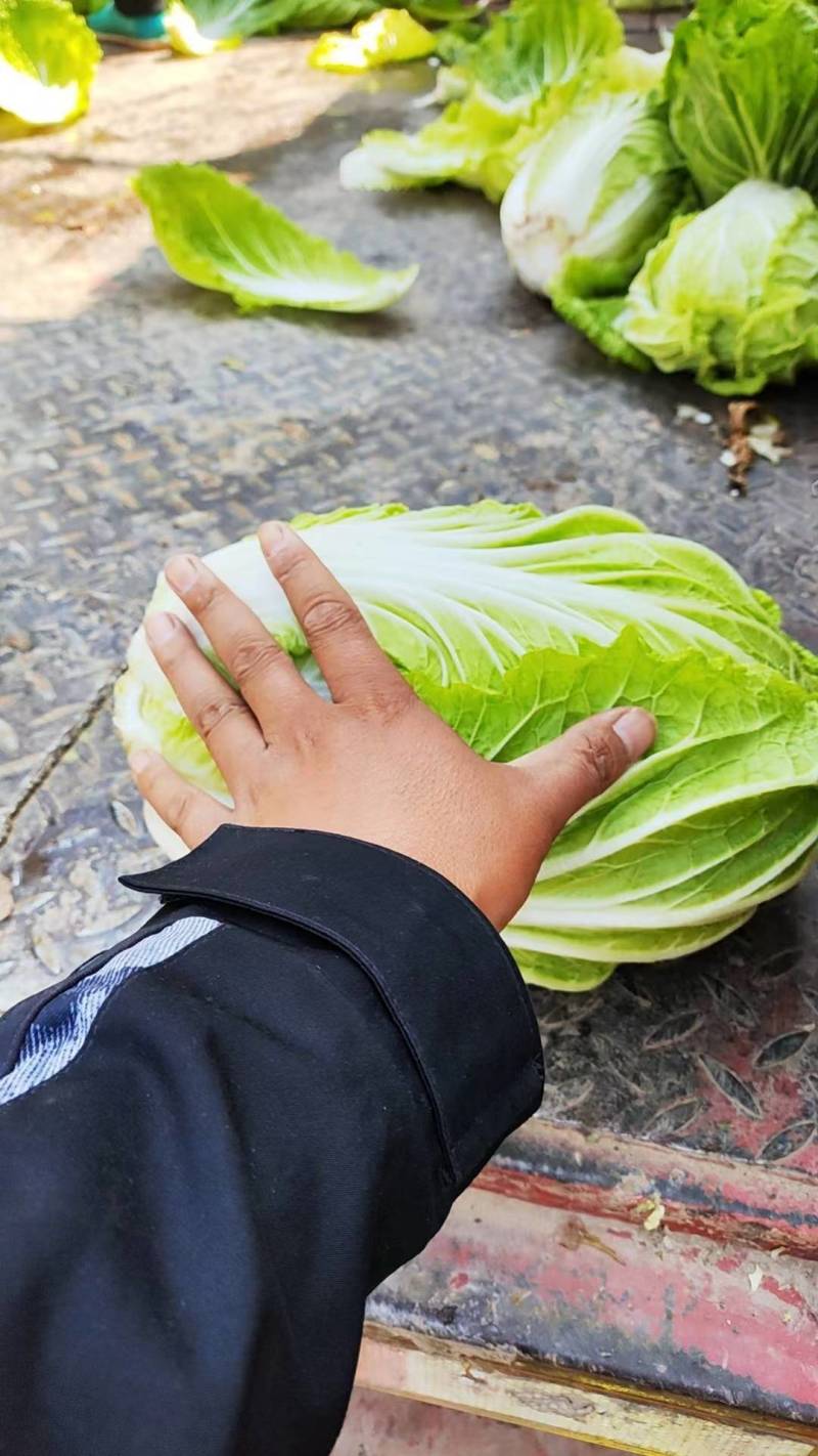 河北万亩白菜基地黄心大白菜按需配货专业代收一条龙