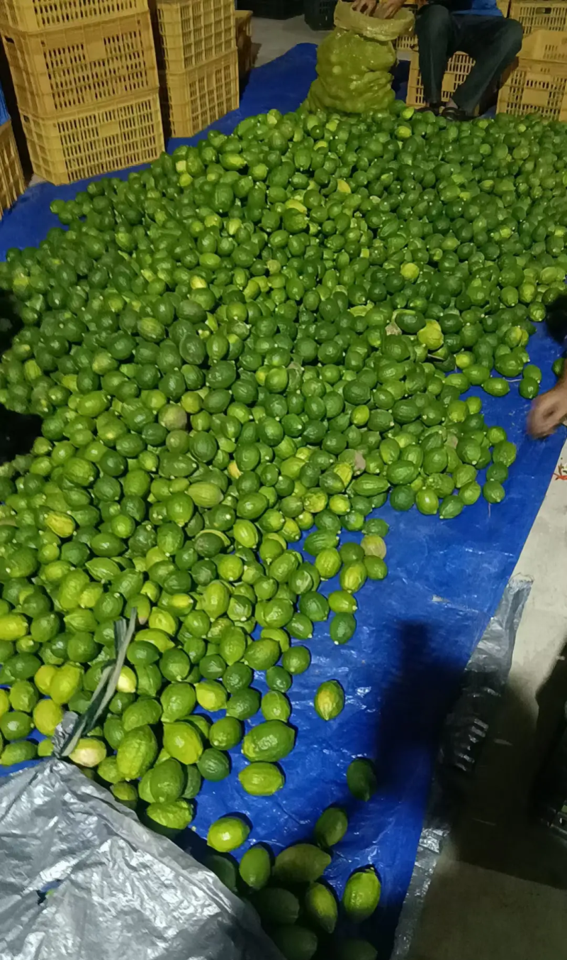 香水柠檬次果加工果工厂货日均10-20吨大量供应