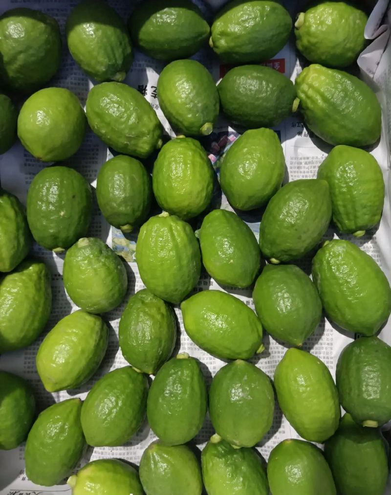 香水柠檬次果加工果工厂货日均10-20吨大量供应
