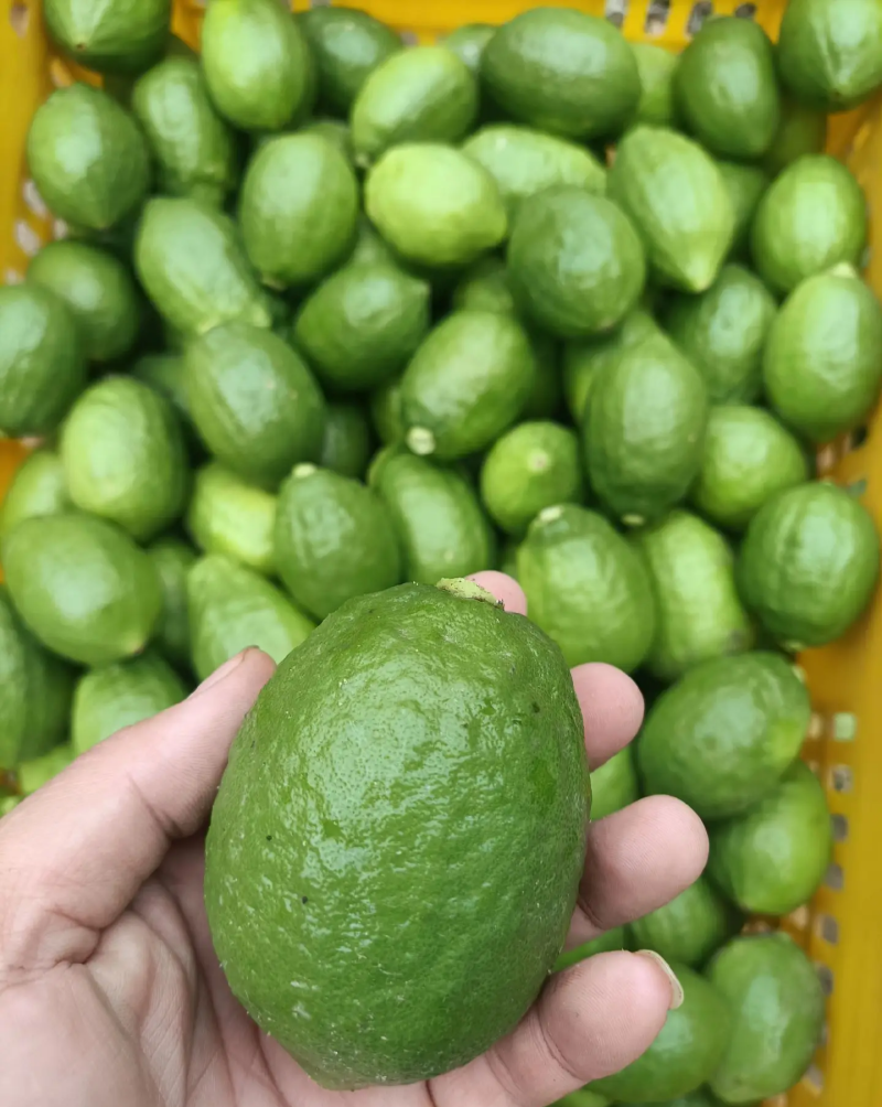 香水柠檬次果加工果工厂货日均10-20吨大量供应