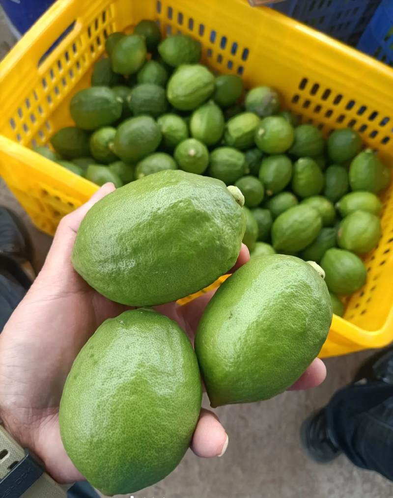 香水柠檬次果加工果工厂货日均10-20吨大量供应
