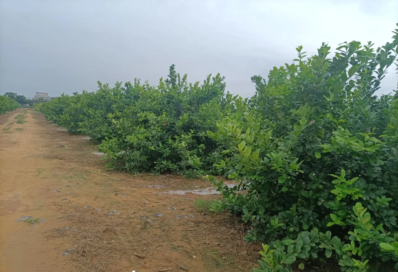 香水柠檬次果加工果工厂货日均10-20吨大量供应