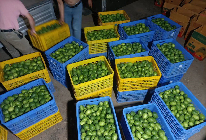 香水柠檬次果加工果工厂货日均10-20吨大量供应