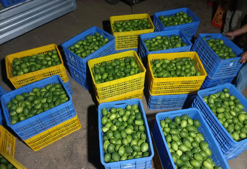 香水柠檬次果加工果工厂货日均10-20吨大量供应