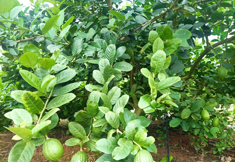 香水柠檬次果加工果工厂货日均10-20吨大量供应