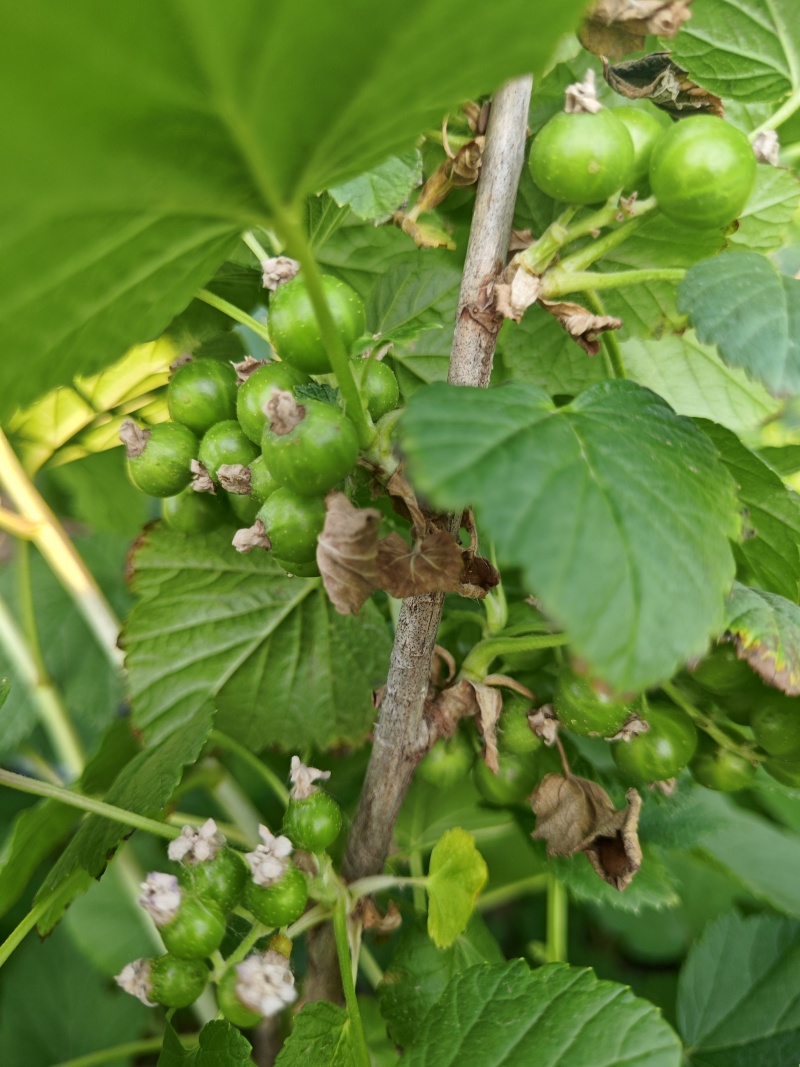 黑加仑（黑醋栗）