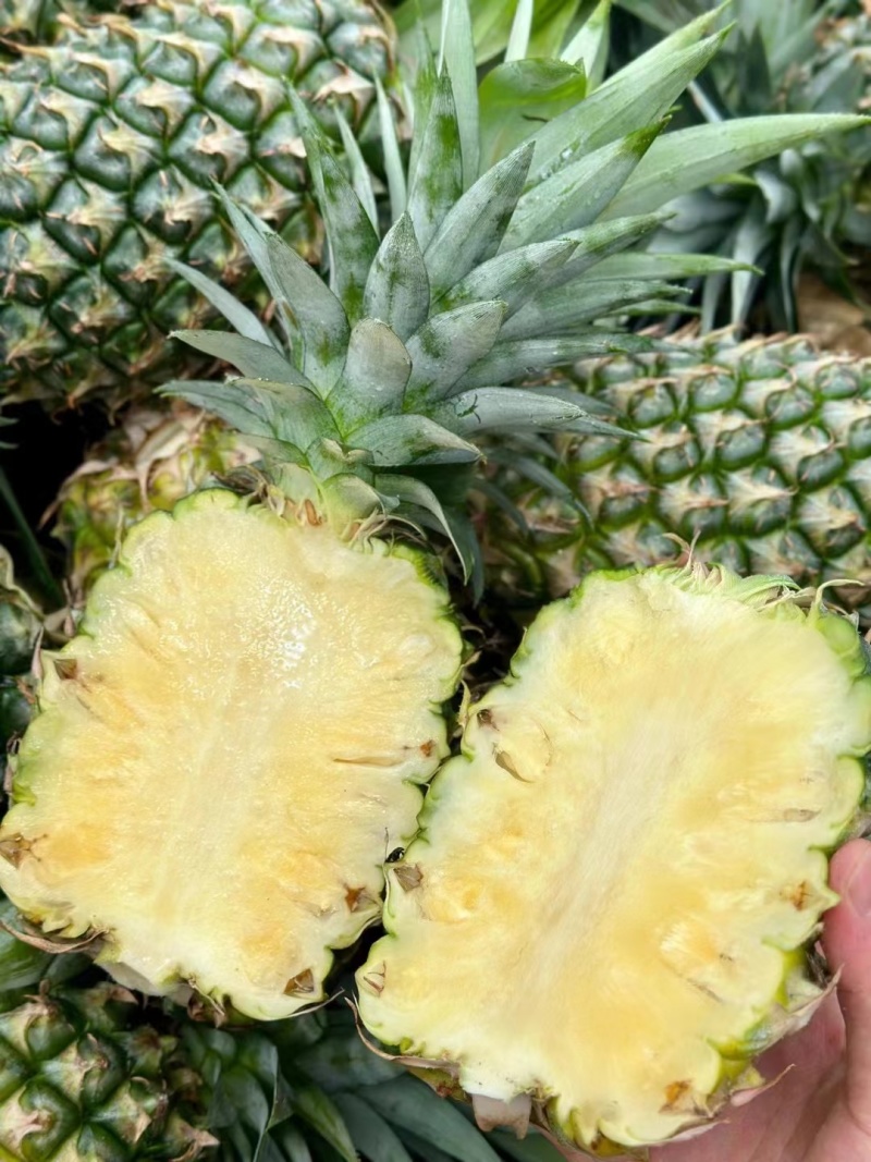 海南凤梨13号冬蜜凤梨，整车发货，一件代发，价格实惠