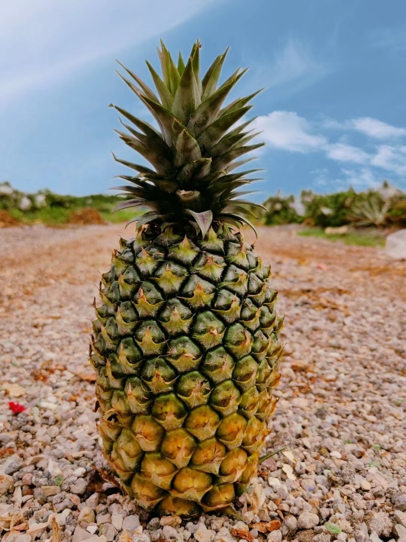 海南凤梨13号冬蜜凤梨，整车发货，一件代发，价格实惠