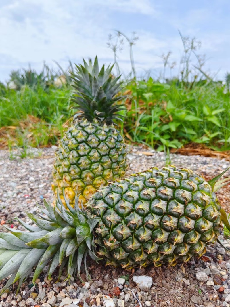 海南凤梨13号冬蜜凤梨，整车发货，一件代发，价格实惠