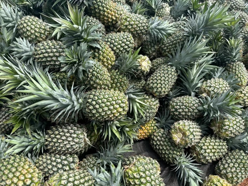 海南凤梨13号冬蜜凤梨，整车发货，一件代发，价格实惠