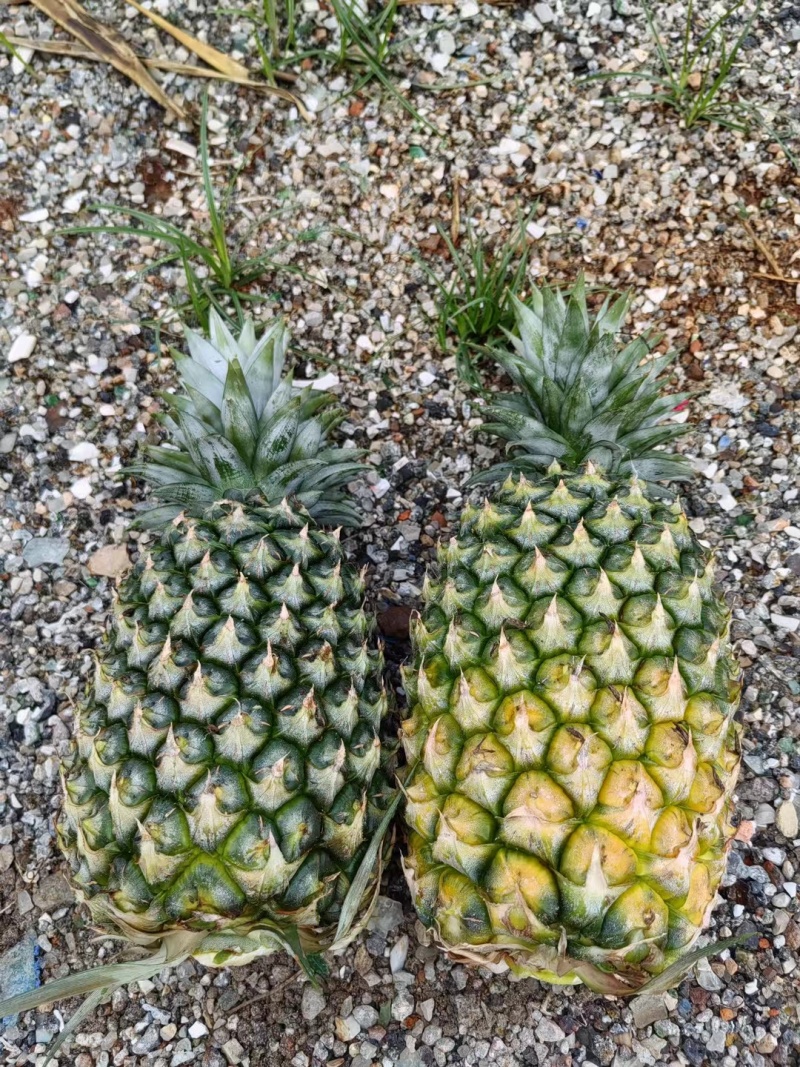 海南凤梨13号冬蜜凤梨，整车发货，一件代发，价格实惠