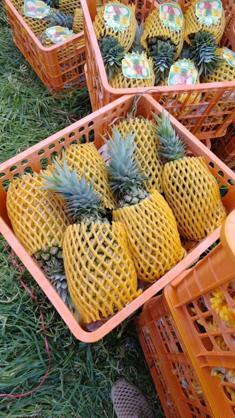 海南凤梨13号冬蜜凤梨，整车发货，一件代发，价格实惠