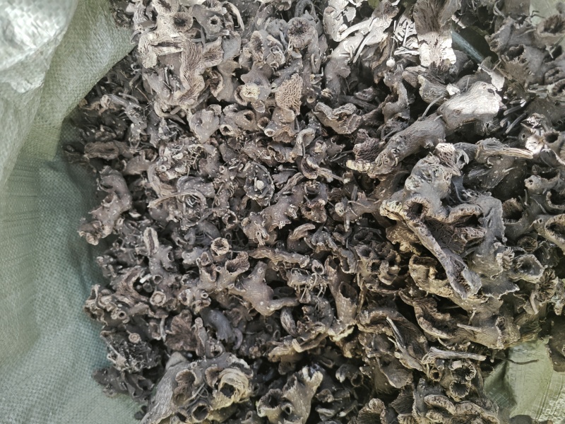 出售东北野生升麻