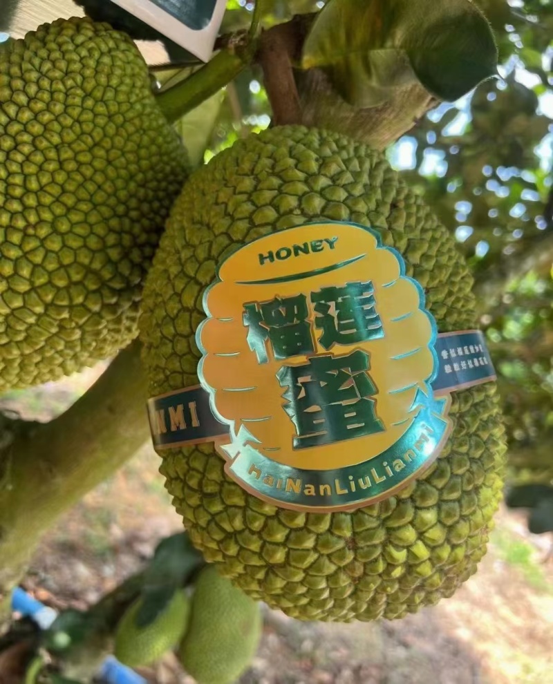 海南榴莲蜜尖蜜拉软糯香甜，整车一件代发，价格实惠果地直发