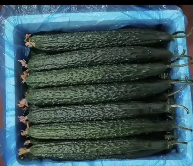 黄瓜丝瓜辣椒洋葱茄子土豆苦瓜各种叶菜等所有蔬菜都有