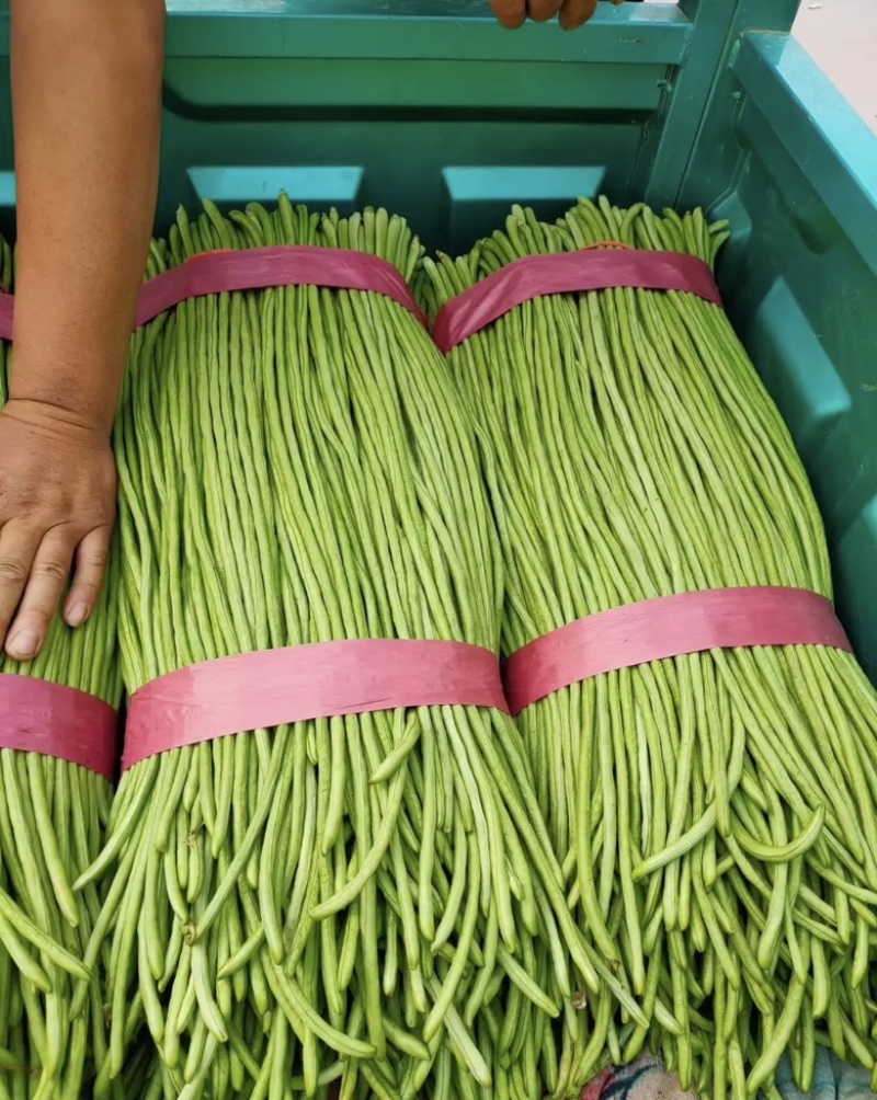 黄瓜丝瓜辣椒洋葱茄子土豆苦瓜各种叶菜等所有蔬菜都有
