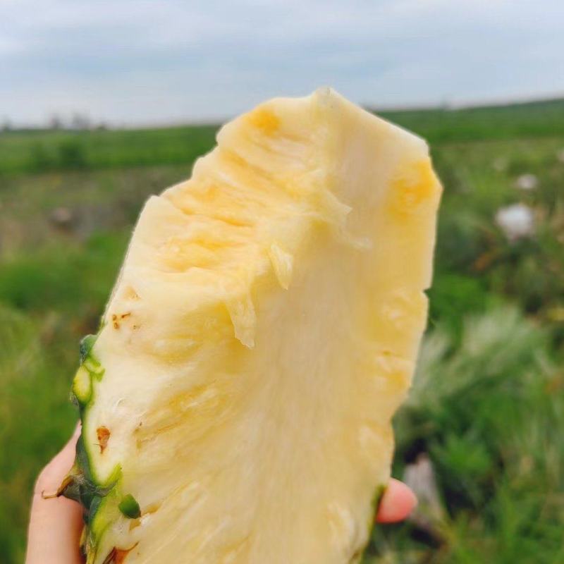 海南凤梨13号冬蜜凤梨，整车发货，一件代发，价格实惠