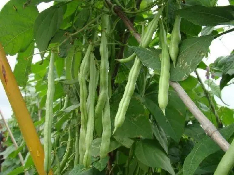 四季豆小金豆无筋豆扁豆产地直供价格优惠电商一件代发