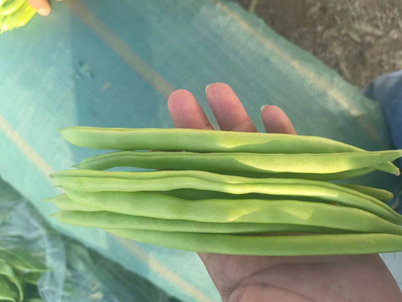 四季豆小金豆无筋豆扁豆产地直供价格优惠电商一件代发