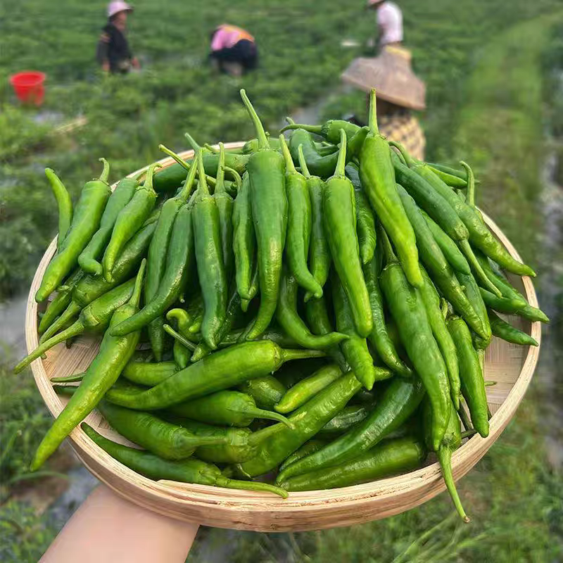 张书岗辣椒产地大量有货，保质保量欢迎订购