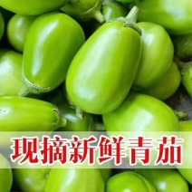 青茄子绿茄子有量，商超市场正常发货，支持视频看货发货