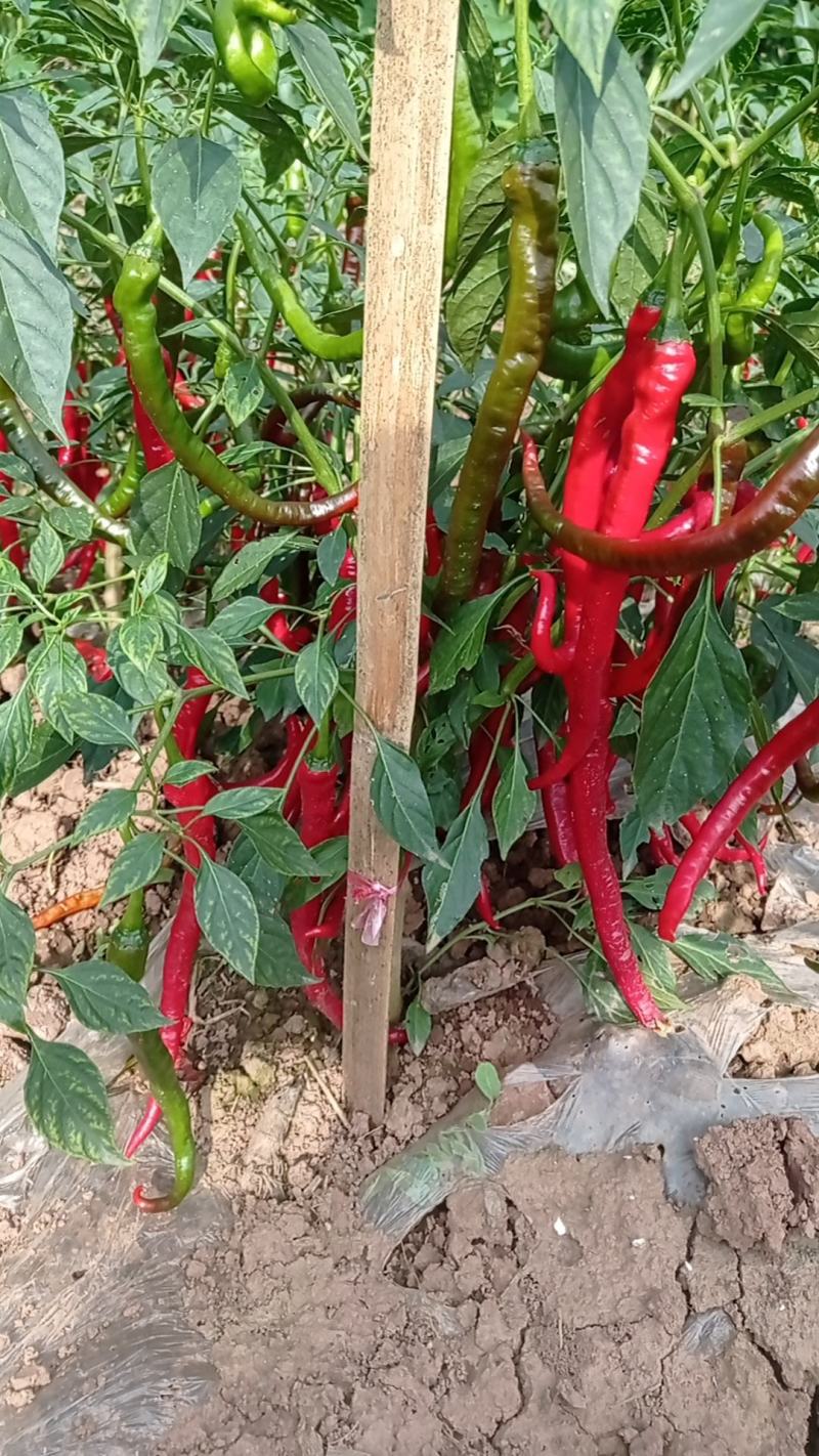 二荆条红辣椒鲜辣椒泡椒剁椒