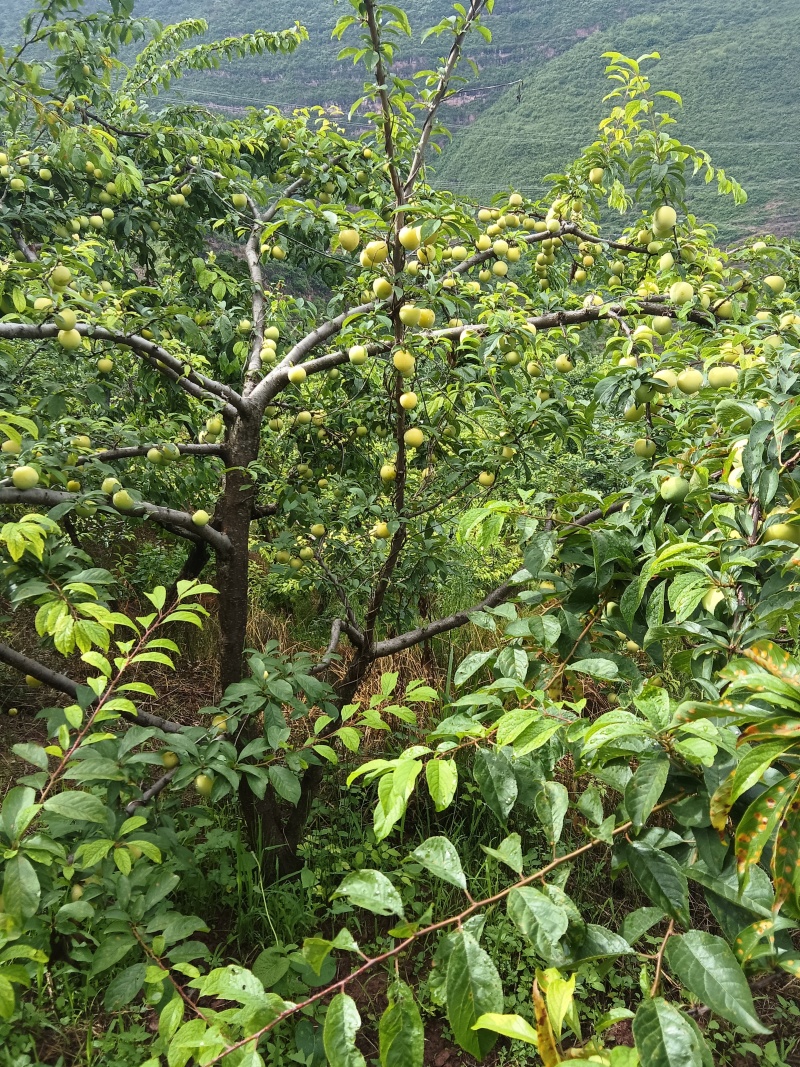 冰糖李