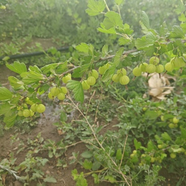 醋栗灯笼果