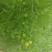 醋栗灯笼果