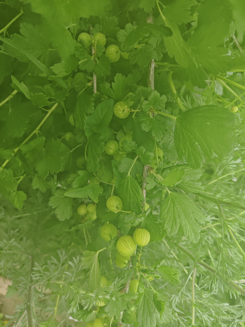 醋栗灯笼果
