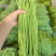 大量供应新鲜长豆角批发市场超市电商