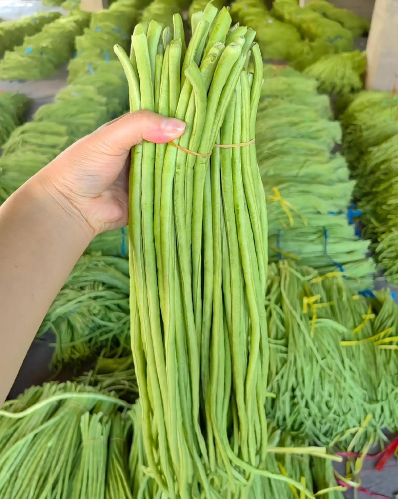 大量供应新鲜长豆角批发市场超市电商