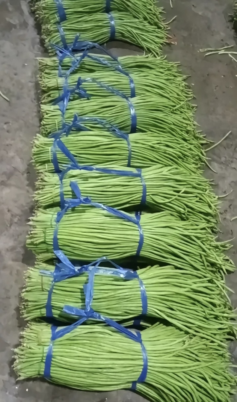 大量供应新鲜长豆角批发市场超市电商