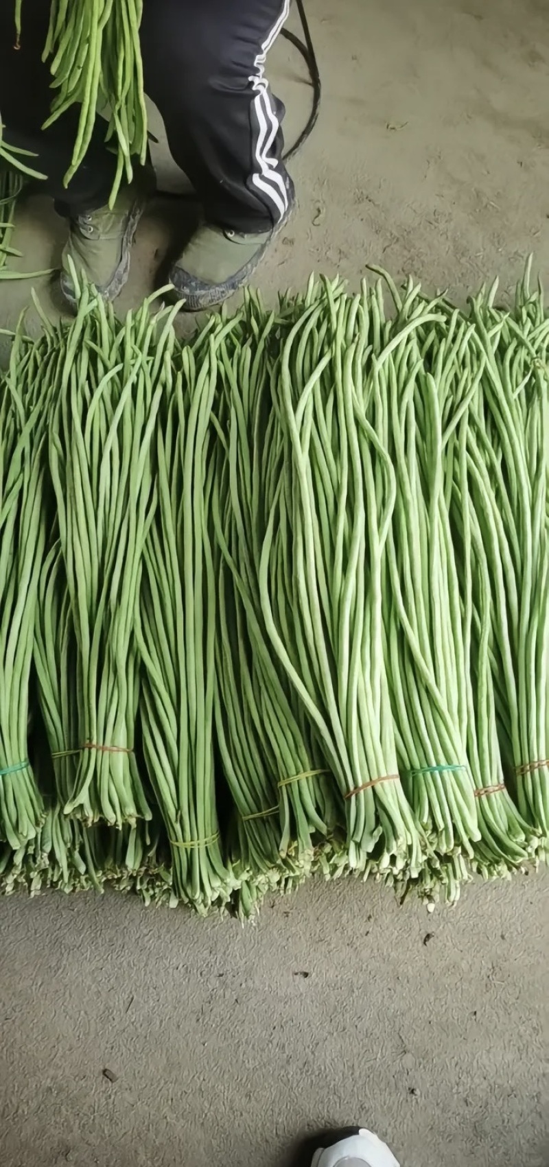 大量供应新鲜长豆角批发市场超市电商