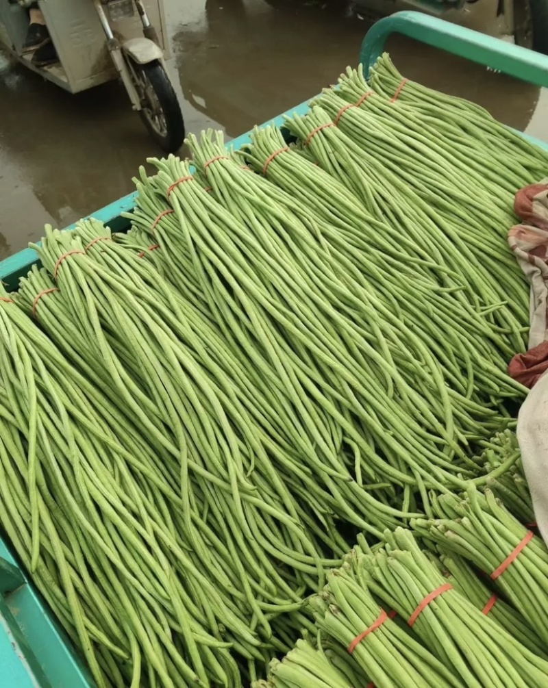 大量供应新鲜长豆角批发市场超市电商