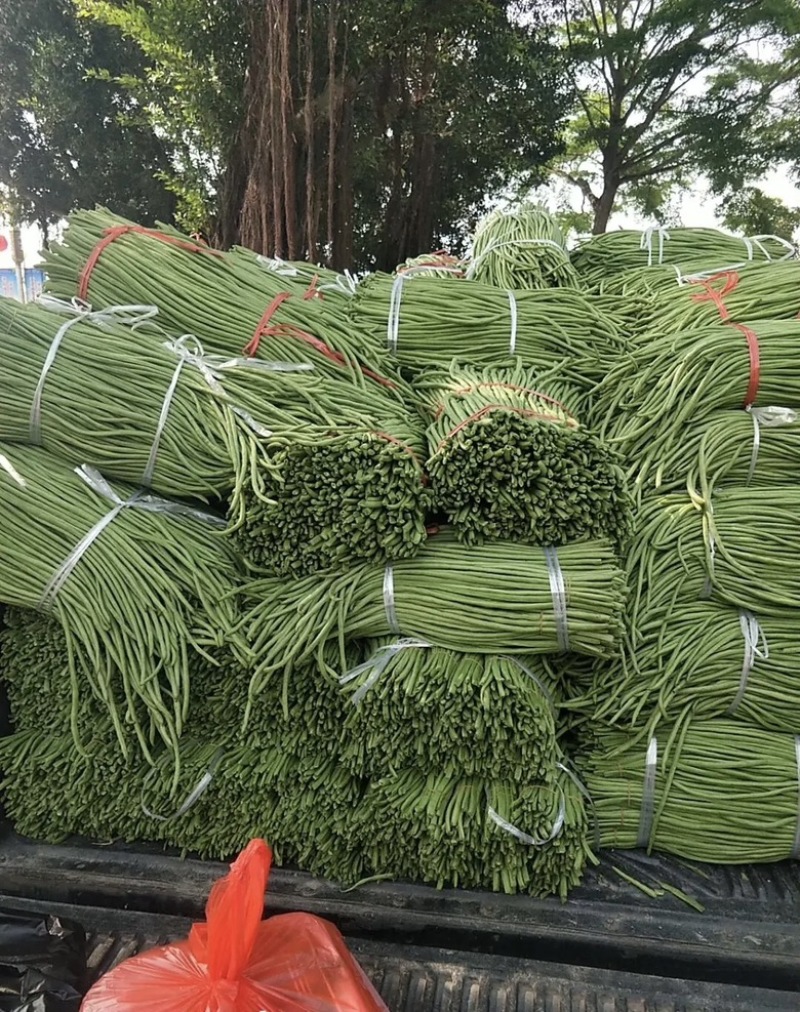 大量供应新鲜长豆角批发市场超市电商
