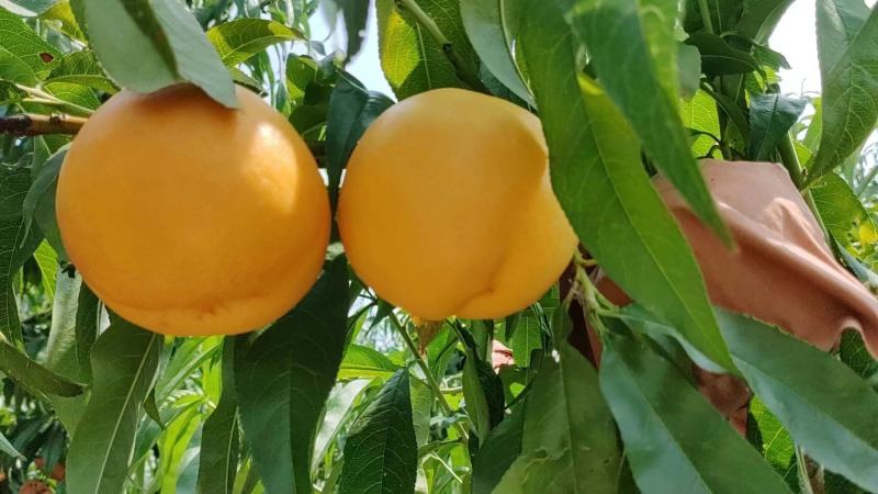 河北黄油桃48品质好量大从优可供商超市场批发