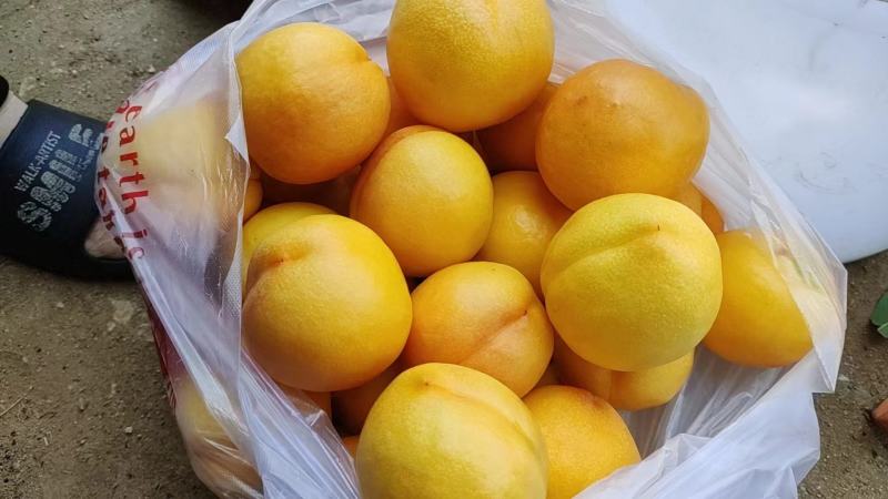 河北黄油桃48品质好量大从优可供商超市场批发